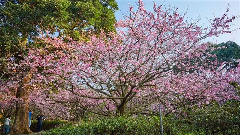228連假新北賞櫻　出遊交通懶人包