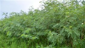 研究：外來植物銀合歡入侵　恐增恙蟲病感染風險台灣師範大學團隊與疾管署合作研究，發現澎湖的外來種植物銀合歡提供適合恙蟲生存的環境，可能增加疾病感染風險。（台師大提供）中央社記者許秩維傳真　109年2月24日