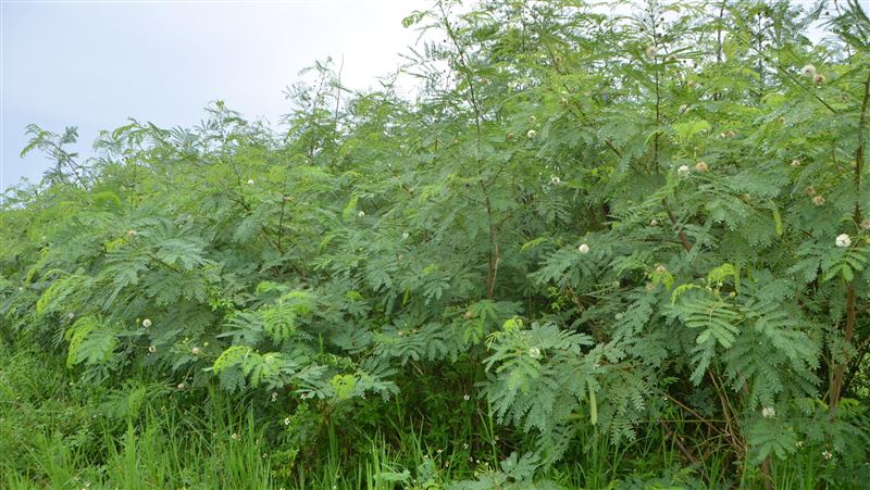 研究：銀合歡入侵　恐增恙蟲病感染