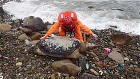 東北角發現7隻死亡綠蠵龜海巡署北部分署第二岸巡隊23日下午接連在新北市岸際發現7隻死亡海龜，經專家解剖後確認都是綠蠵龜，其中一隻為成龜，其餘則是青少龜，同一天出現7隻海龜死亡案例不太像是自然因素，研判是受到沿近海漁業活動影響致死。（第二岸巡隊提供）中央社記者王朝鈺傳真  109年2月24日