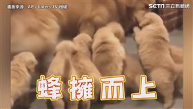 軟萌奶汪熱情討抱抱 黃金獵犬哥哥凍未條了