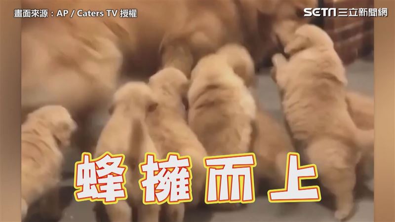 軟萌奶汪討抱抱　黃金獵犬哥哥凍未條