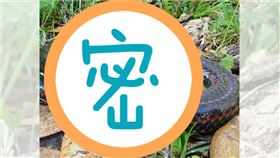 「彩虹蛇」消失50年！登山客又見蹤影　專家見照片驚呆（圖／翻攝自臉書）