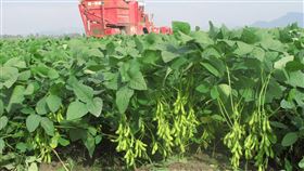 台灣毛豆外銷連3年破8000萬美元（1）高雄區農業改良場領航毛豆品種研發，去年毛豆外銷產值再創29年來的新高，貿易額達8453萬美元（約新台幣26.1億元），已連續3年破8000萬美元。（高雄區農改場提供）中央社記者郭芷瑄傳真　109年2月24日