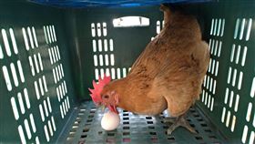 母雞,下蛋,孵蛋,家門口,驚喜,爆廢公社公開版,月子中心,阿嬤