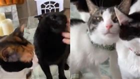 「波浪式」嚕貓（圖／翻攝自推特@HOMEALONe_ksk）