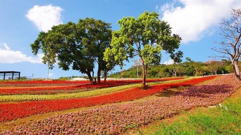 IG紅什麼／大台北也有富良野花田