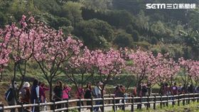 三芝賞櫻（新北市府）