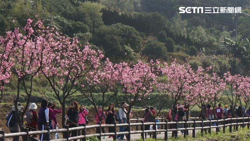 228遊北海岸　三芝賞櫻富基吃海鮮
