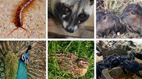 野味圖（Pixabay）