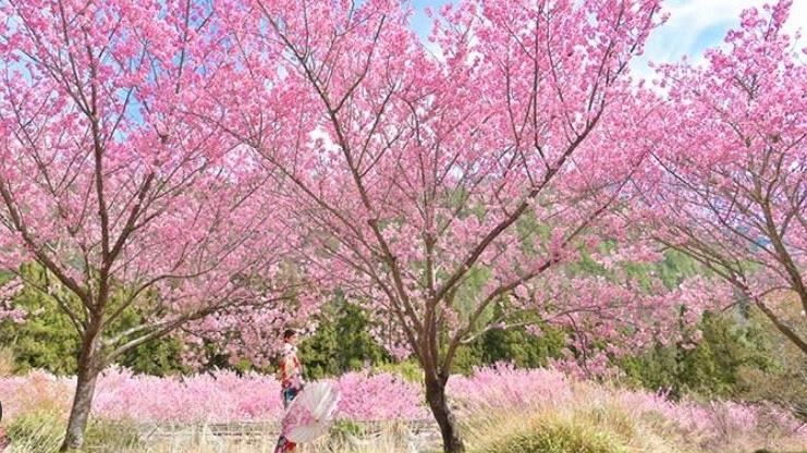 IG紅什麼／全台最美7大「櫻花林」