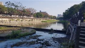 新竹縣竹北市豆子埔溪逢枯水期或農業灌溉期，水量少易導致魚群暴斃
