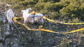 海巡署第四岸巡隊許厝寮安檢所人員昨天下午在雲林縣許厝寮泊地發現岸際有死亡豬屍，海巡人員立即管制現場並拉起封鎖線，同時通報雲林縣動植物防疫所派員協處。