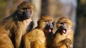 雪梨一家醫院25日發生狒狒逃走事件。有媒體指出，逃走的狒狒是由研究單位飼養，專門作為「類似科學怪人」實驗用途。（示意圖／圖取自Pixabay圖庫）