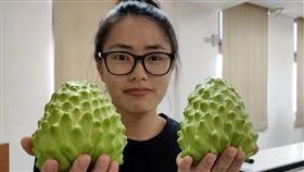 鳳梨釋迦優質果園評鑑　女青農林沛縈摘冠台東區農業改良場主辦的2020鳳梨釋迦優質果園評鑑競賽結果揭曉，由32歲女青農林沛縈獲冠軍，林沛縈除適時分散銷售風險，降低武漢肺炎疫情所帶來衝擊，並引進草生栽培、管理紀錄，培育優良鳳梨釋迦。中央社記者盧太城台東攝　109年2月26日