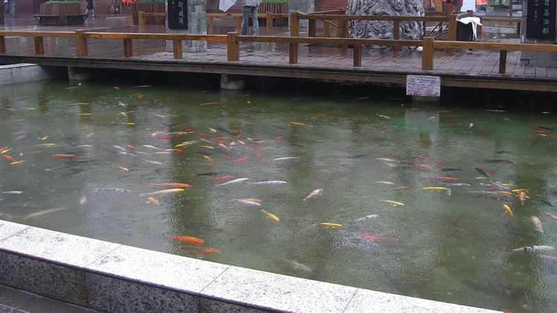 玩撈魚不見　親友驚見男童泡魚池溺斃