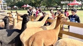 過年祈好運！埔心牧場豚神神社供參拜　還能餵食超萌動物（圖／記者郭奕均攝影）