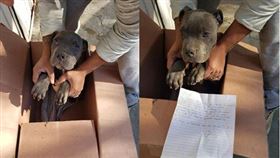 12歲男童送走「受虐比特犬」　心碎留紙條：不要讓我爸發現（圖／翻攝自FB Xollin）