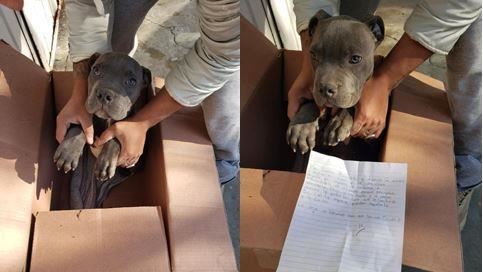 男孩偷偷送走愛犬！背後原因讓網哭了
