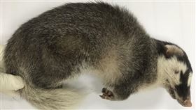 嘉義,狂犬病,鼬獾,防疫