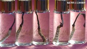 冬蟲夏草野地恢復　康力創造生技藍海