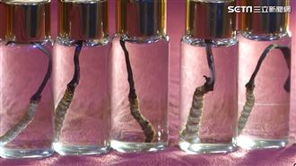 冬蟲夏草野地恢復　康力創造生技藍海