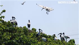 農委會,林務局,外來種,埃及聖䴉,移除,獵人
圖／林務局提供