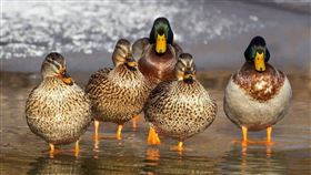 -鴨子-鴨鴨-（圖／pixabay）