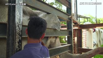 見小象中陷阱流淚　暖心救援裝義肢