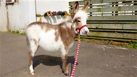 埔心牧場,迷你驢。（圖／業者提供）