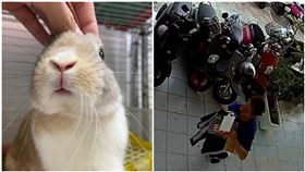 好惡劣！愛兔協會遭偷竊　志工心痛：這流浪兔們的醫療費…