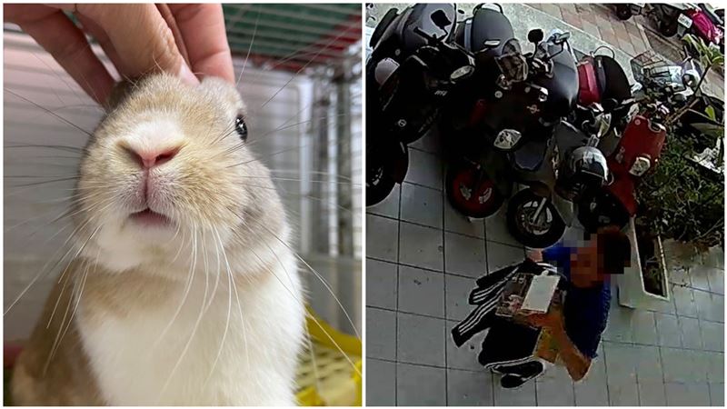 流浪兔之家遭竊　心痛：連動物錢也偷