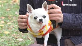 香港貴婦確診 家中寵物狗驗出弱陽性