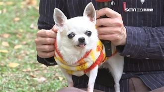 虐待動物重罰300萬！動保法修正懶人包