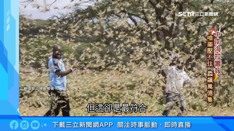 非洲蝗災擴大　防檢局估侵台機率低