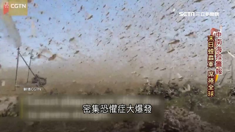 蝗蟲侵全球　1天吃3.5萬人份糧食