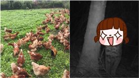 雞放養被「偷吃」！他怒裝監視器緝凶…見這幕秒融化：好Q（圖／翻攝自Dcard）