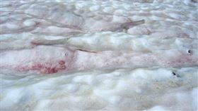 西瓜雪,南極,生態系,雪地,南極烏克蘭科考站近郊,藻類,極地氣候