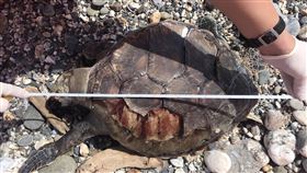 壽豐鹽寮海岸　單日發現兩隻死亡海龜花蓮縣壽豐鄉鹽寮海岸28日接連發現2隻死亡海龜，初步判定都是保育類綠蠵龜，目前暫時就地掩埋，待研究人員29日進行採樣。（海巡署東部分署第一二岸巡隊提供）中央社記者張祈花蓮傳真　109年2月28日