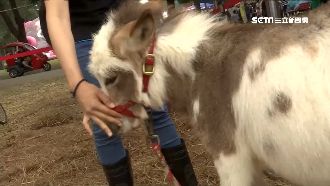 迷你驢首亮相　連假埔心牧場湧人潮