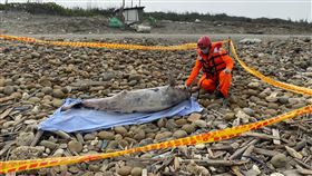 瀕危江豚擱淺埔心河岸亡　死因待釐清海巡人員28日在桃園埔心河沿岸發現有鯨豚擱淺，經初步鑑定為瀕危保育類動物「江豚」，確切死因有待解剖釐清。（海巡署提供）中央社記者邱俊欽桃園傳真　109年2月28日