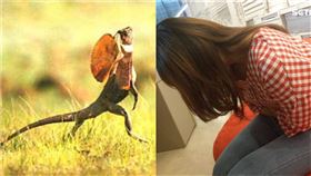 酒精噴私密處，她痛道下傘蜥蜴跑掉。（組圖／資料照、翻攝自爆怨公社）