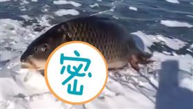 怪魚站在雪地上。（圖／翻攝自微博）