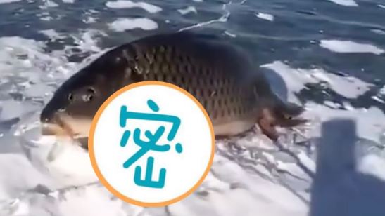 站立在雪地上…怪魚遭爆有雙腳網看傻