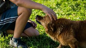 總部位於巴黎的世界動物衛生組織28日表示，目前沒有證據家畜與寵物會成為人類的病毒感染源。（圖／翻攝自Pixabay圖庫）
