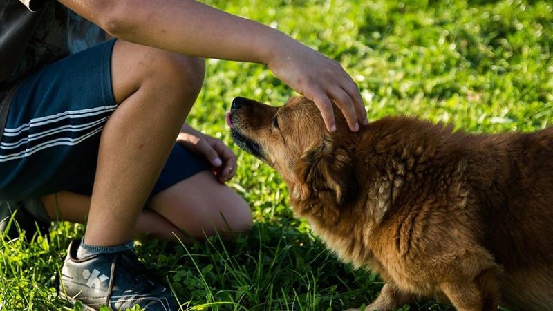 OIE：武漢肺炎人犬傳染暫無證據