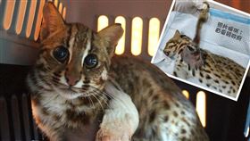 苗栗2石虎遭撞截肢、失明　搶救後萌樣曝光　網喊：融化了