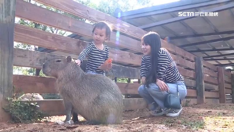 連假戶外抗疫　牧場和草莓園湧人潮