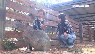 連假戶外抗疫　牧場和草莓園湧人潮