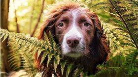 寵物,羅蘭德,狗,英國,帥氣,長髮（圖翻攝自／IG @finleythespringer）